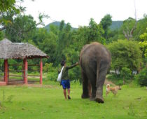 象の保護施設・エレファントワールドでボランティア（その１）