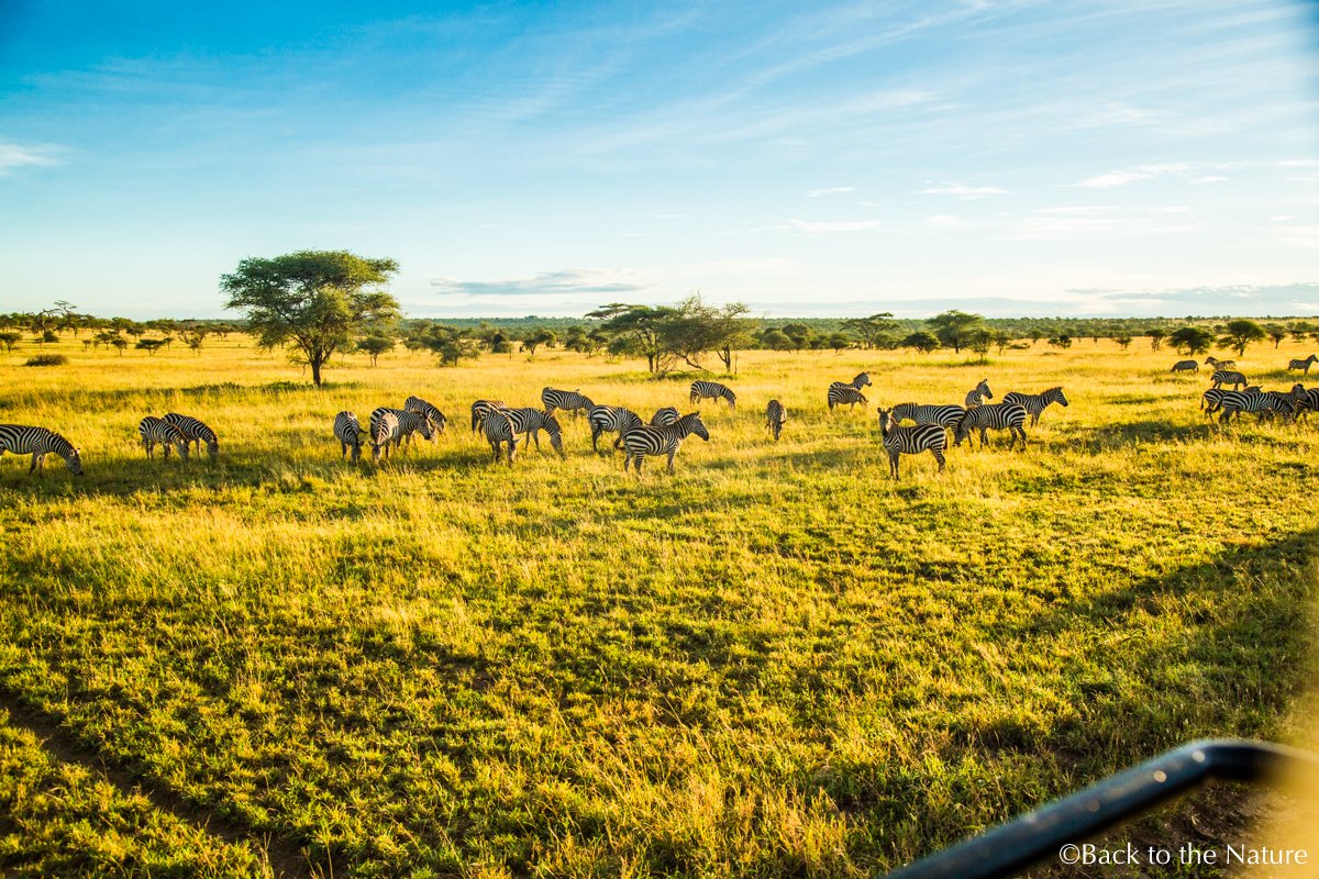 セレンゲティで爽快朝サファリ＆ライオンのオス同士が遭遇するとどうなる？ Tanzania Serengeti morning safari