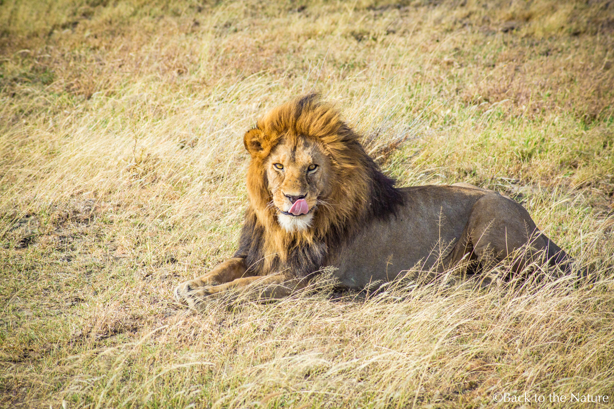 セレンゲティで爽快朝サファリ＆ライオンのオス同士が遭遇するとどうなる？ Tanzania Serengeti safari lion