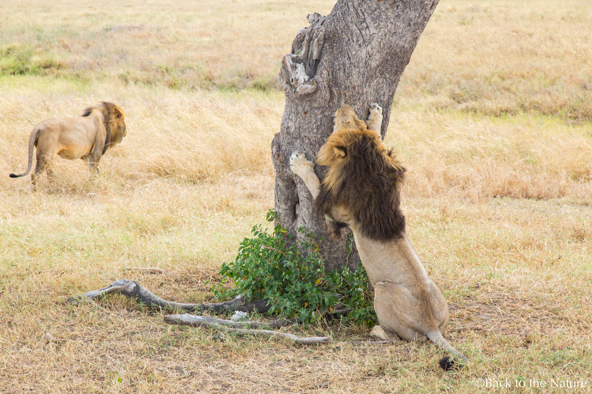 アフリカ・タンザニア・セレンゲティ国立公園でのサファリ Serengeti safari Tanzania Africa