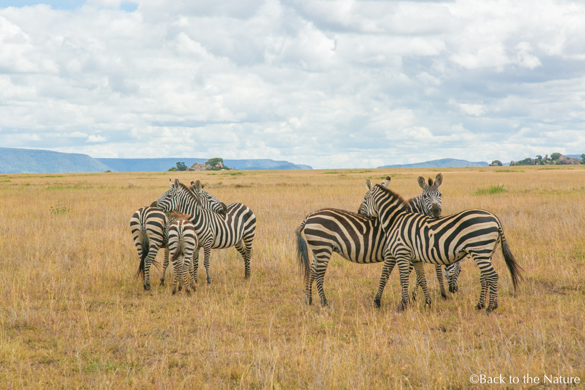 アフリカ・タンザニア・セレンゲティ国立公園でのサファリ Serengeti safari Tanzania Africa