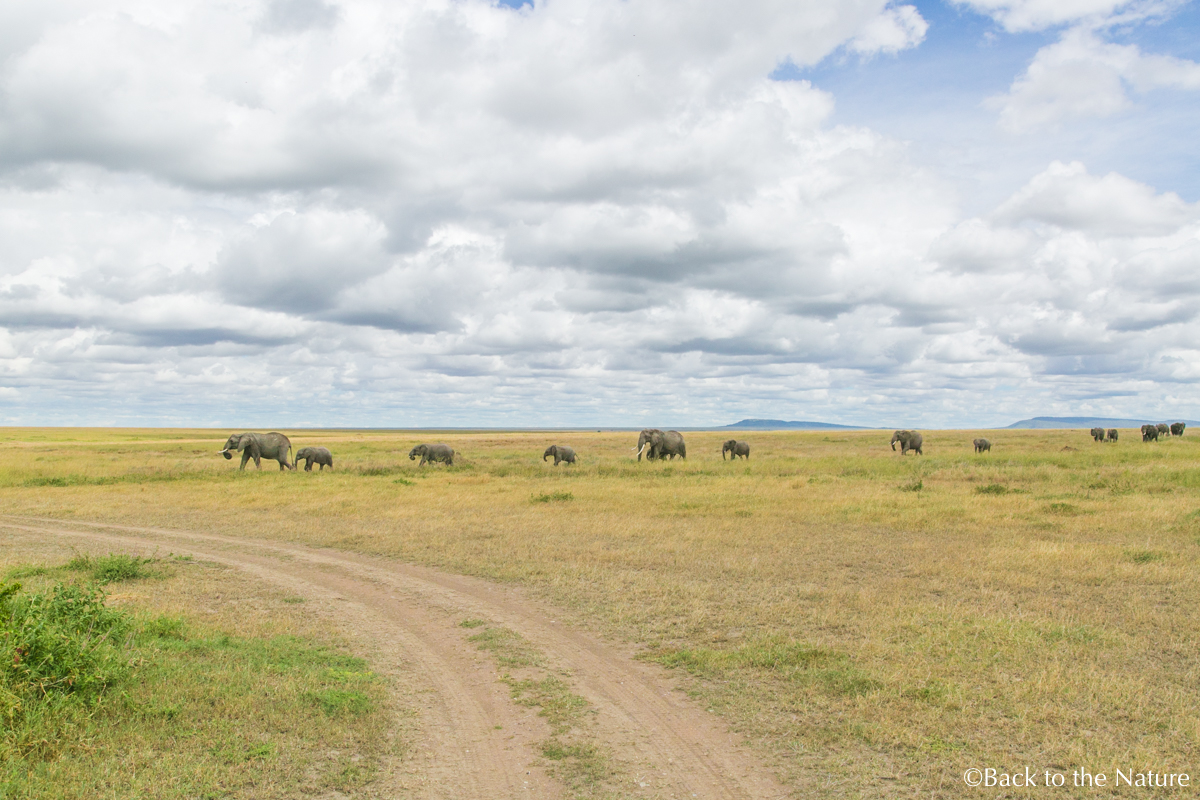 セレンゲティで爽快朝サファリ＆ライオンのオス同士が遭遇するとどうなる？ Tanzania Serengeti safari