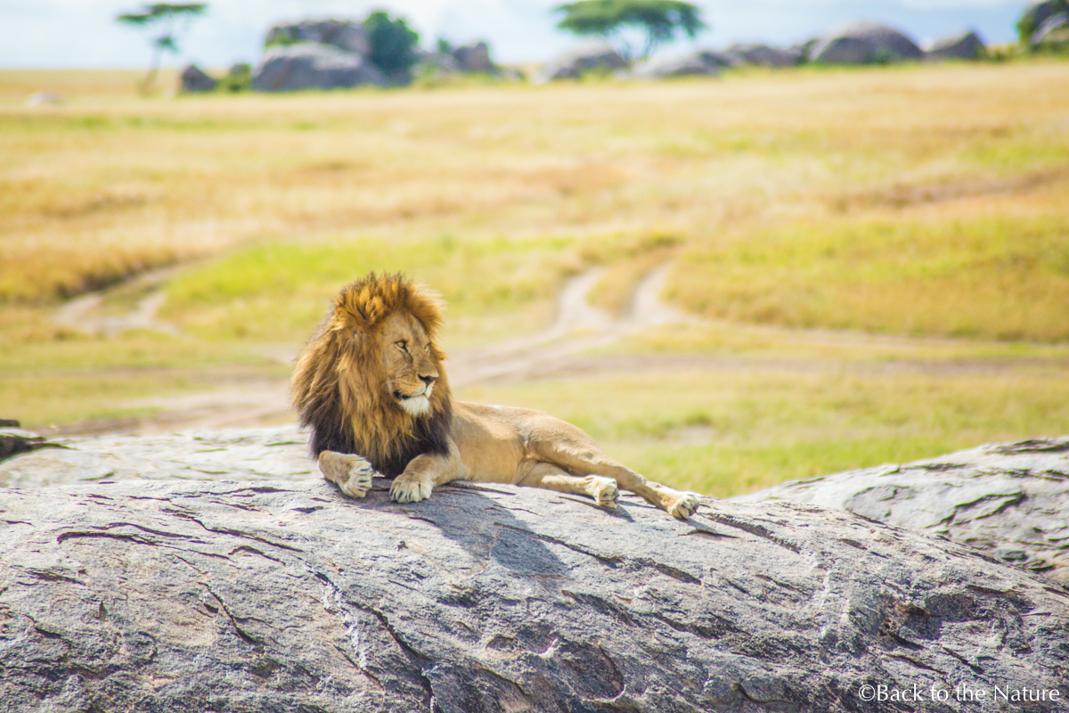 セレンゲティで爽快朝サファリ＆ライオンのオス同士が遭遇するとどうなる？ Tanzania Serengeti safari lion