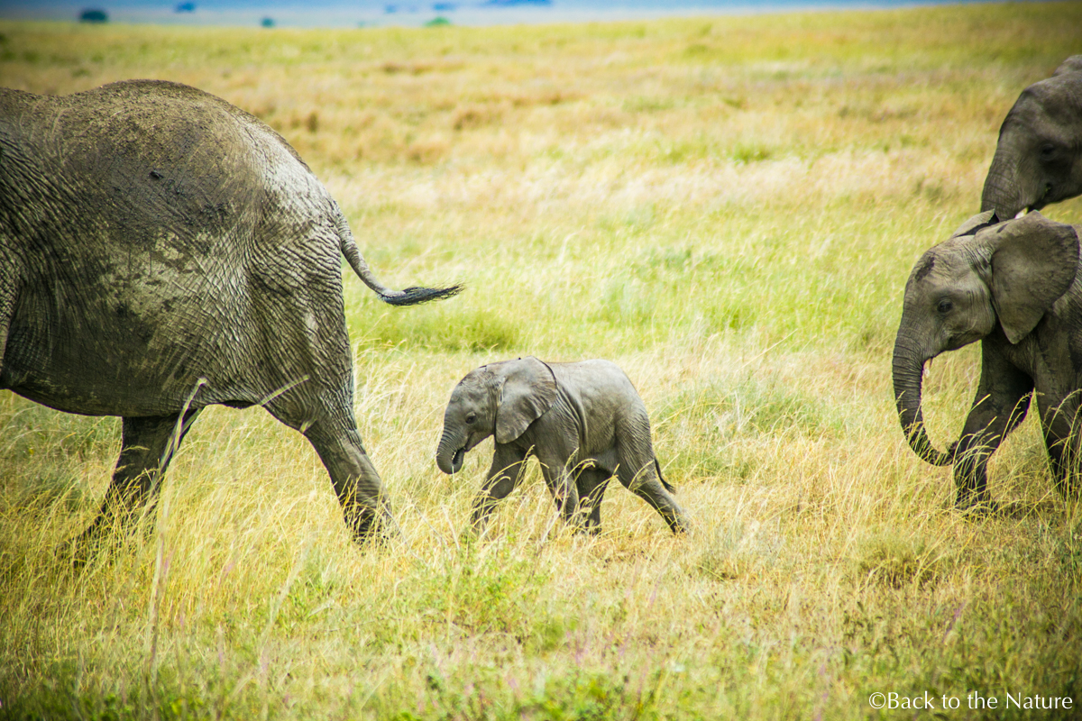 セレンゲティで爽快朝サファリ＆ライオンのオス同士が遭遇するとどうなる？Africa Tanzania Serengeti safari elephant