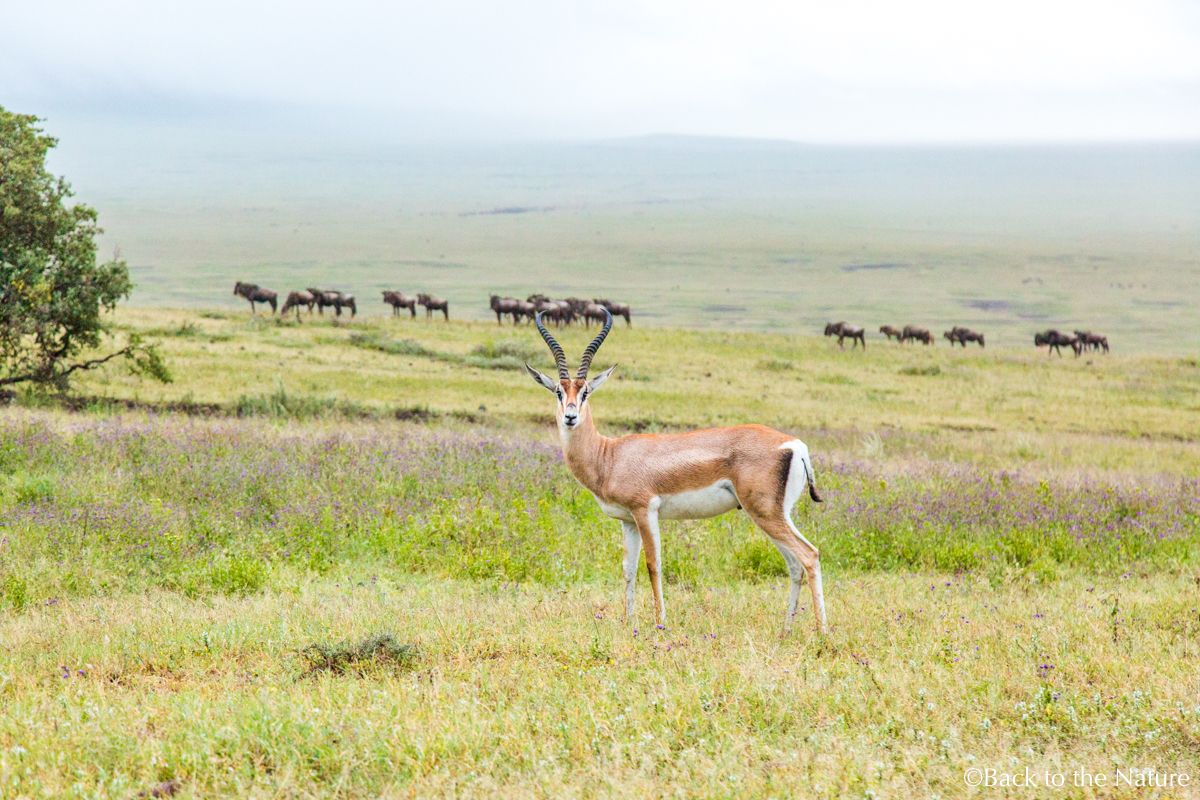 地球最後の楽園！タンザニア ンゴロンゴロ自然保護区でサファリ Tanzania Ngorongoro Safari