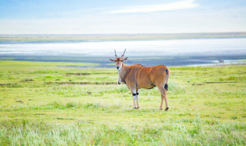 アフリカ・タンザニア・ンゴロンゴロ保全地域でのサファリ Ngorongoro safari Tanzania Africa