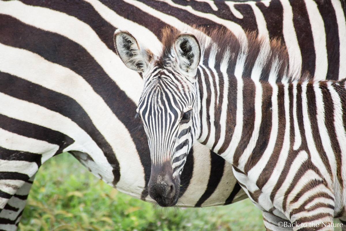地球最後の楽園！タンザニア ンゴロンゴロ自然保護区で絶景サファリ Tanzania Ngorongoro Safari  zebra