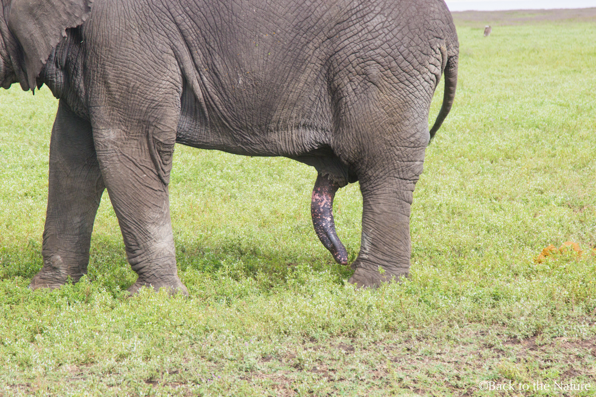 地球最後の楽園！タンザニア ンゴロンゴロ自然保護区で絶景サファリ Tanzania Ngorongoro Safari elephant penis erection