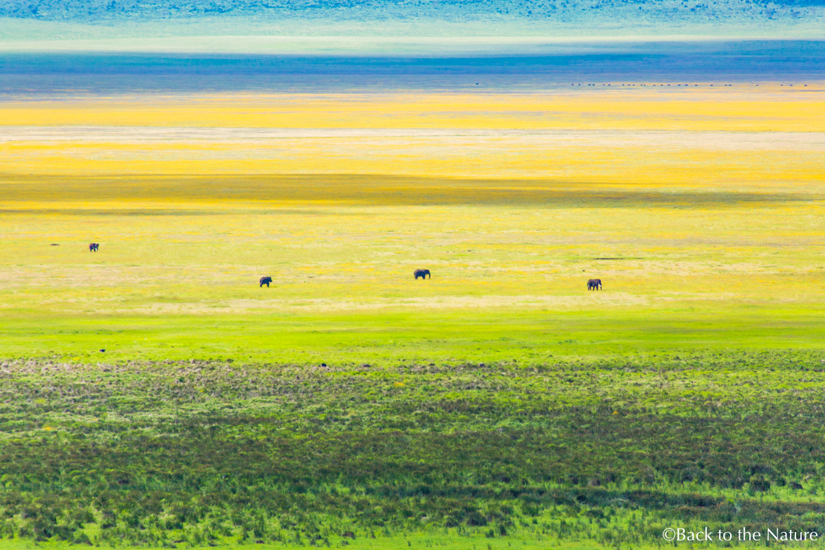 地球最後の楽園！タンザニア ンゴロンゴロ自然保護区で絶景サファリ Tanzania Ngorongoro Safari