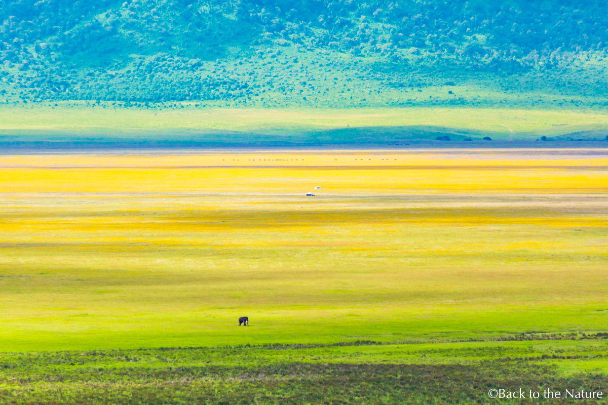 地球最後の楽園！タンザニア ンゴロンゴロ自然保護区で絶景サファリ Tanzania Ngorongoro Safari
