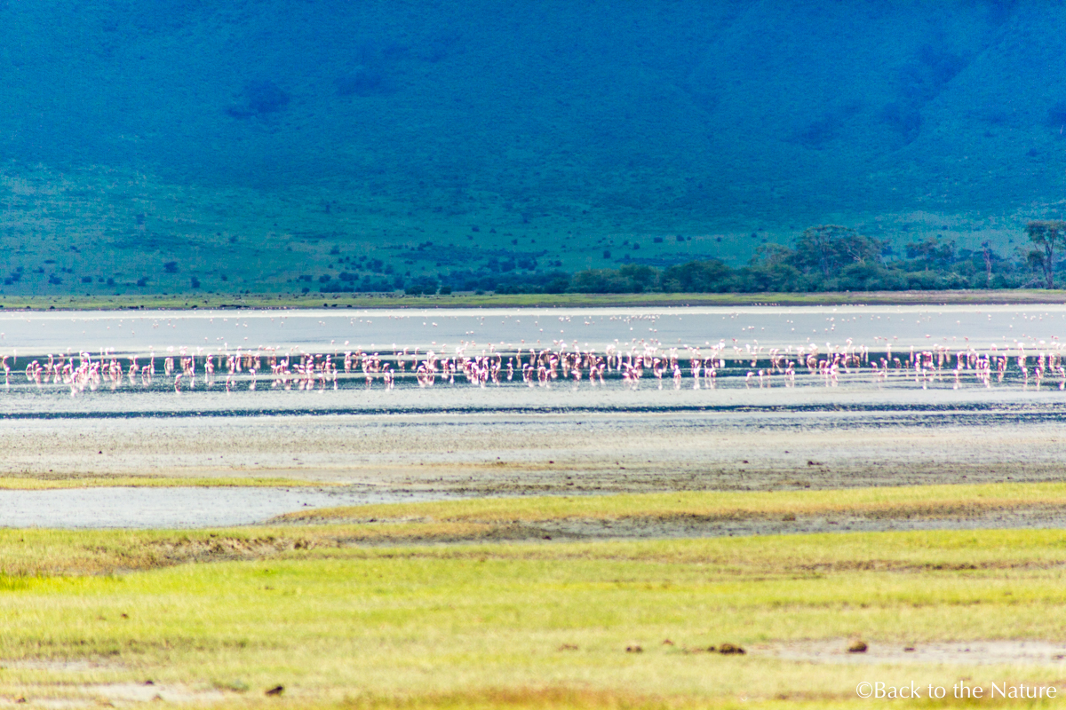 地球最後の楽園！タンザニア ンゴロンゴロ自然保護区で絶景サファリ Tanzania Ngorongoro Safari flamingos