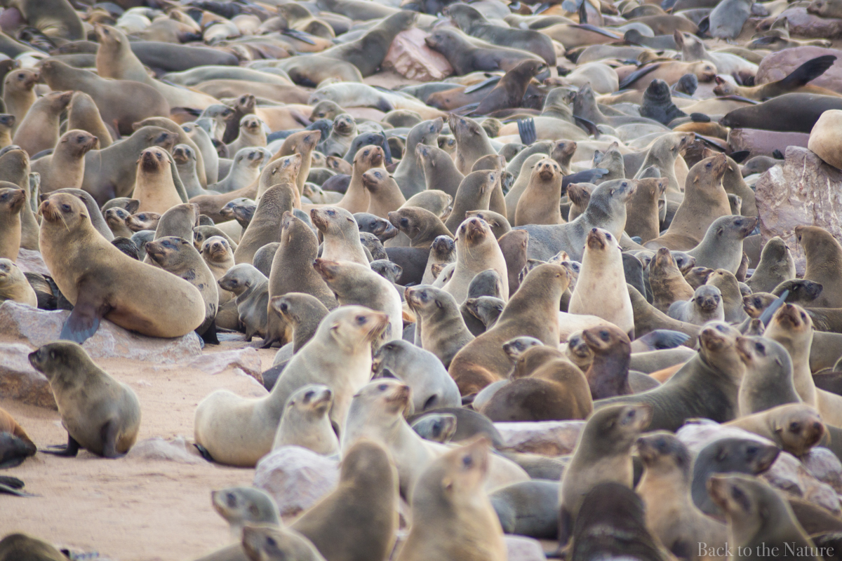 Cape Cross Seal Reserve Namibia Scenery ナミビア ケープクロス　シール保護区 オットセイ 絶景 景色