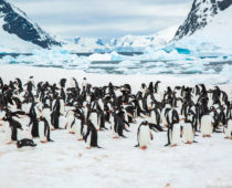 南極珍百景！？ペンギンの大群が宙を舞う！