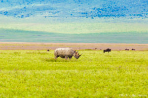 アフリカ・タンザニア・ンゴロンゴロ保全地域でのサファリ Ngorongoro safari Tanzania Africa