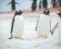 ここはペンギンパラダイス！？夢にまで見た南極上陸